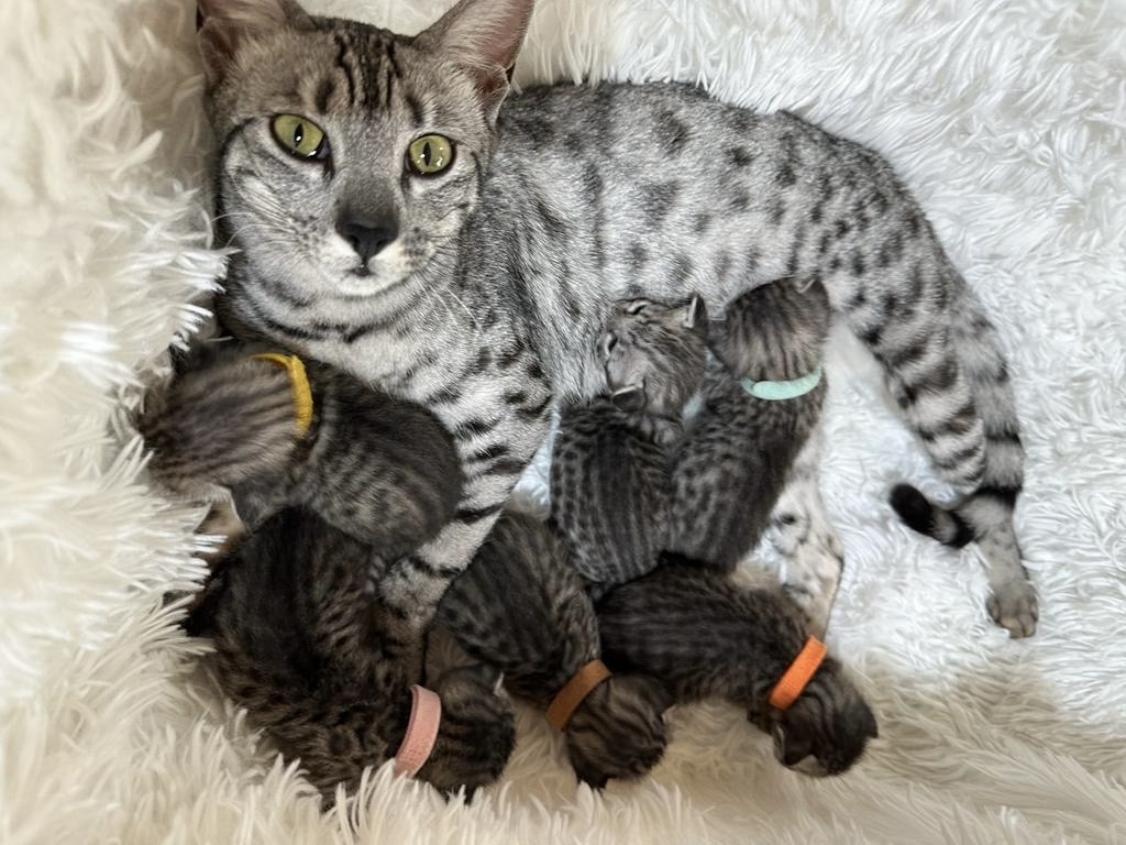 Savannah kittens Sacramento