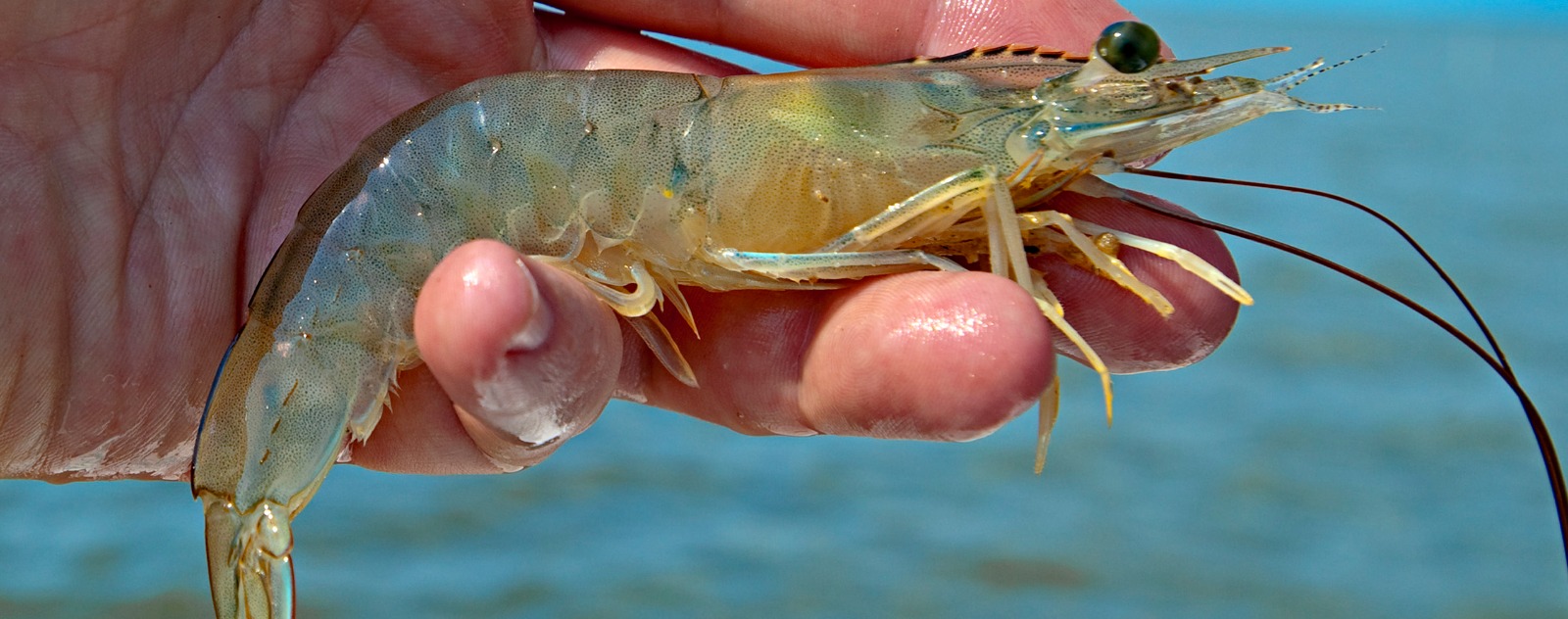 Live Shrimp for Sale