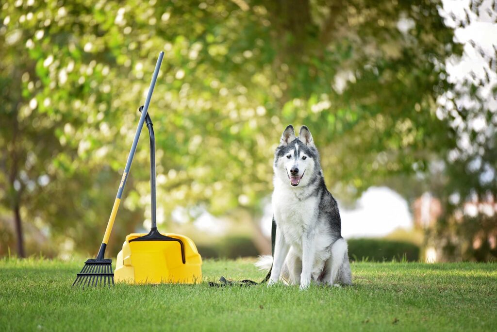 dog poop pickup