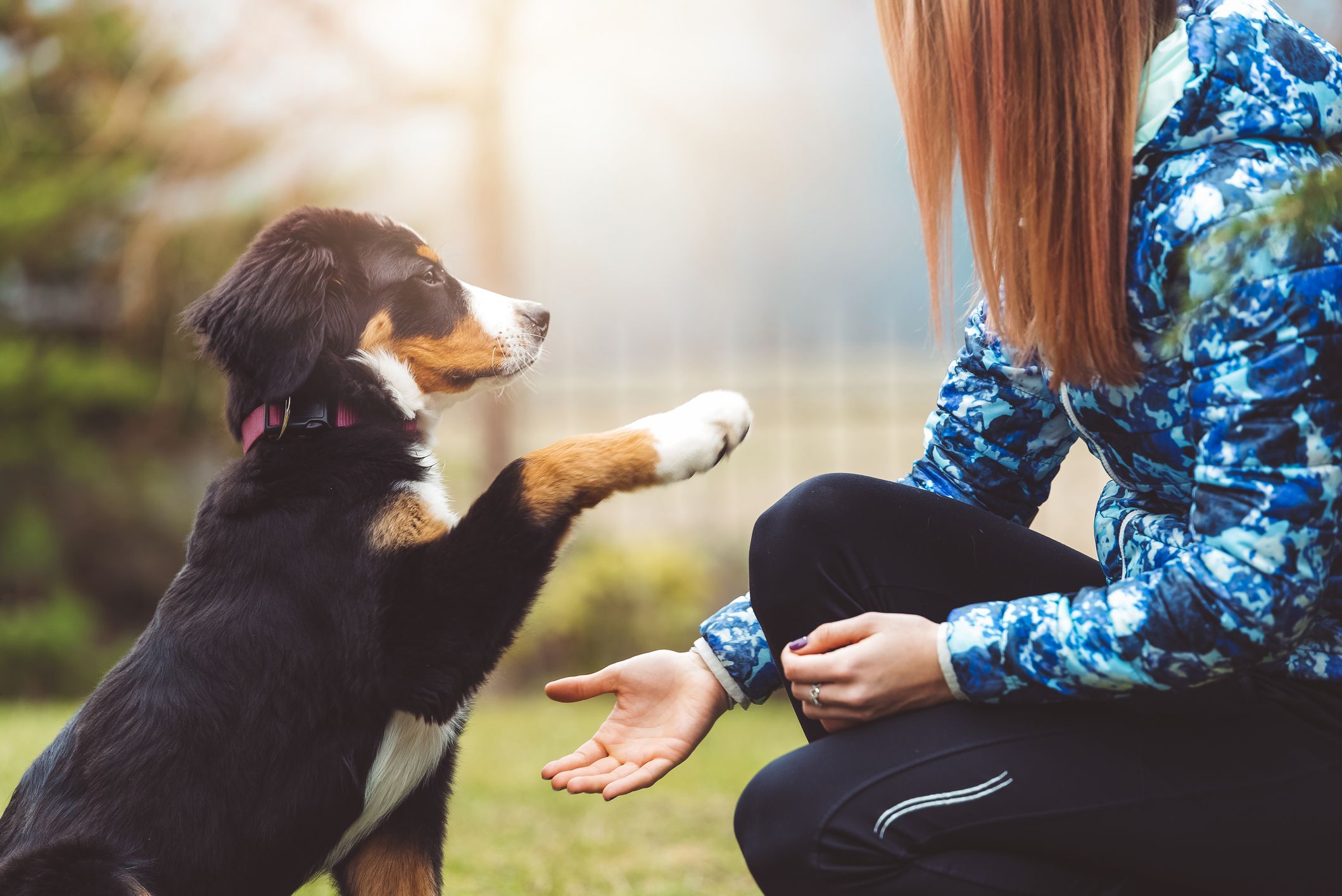 Obedience Training