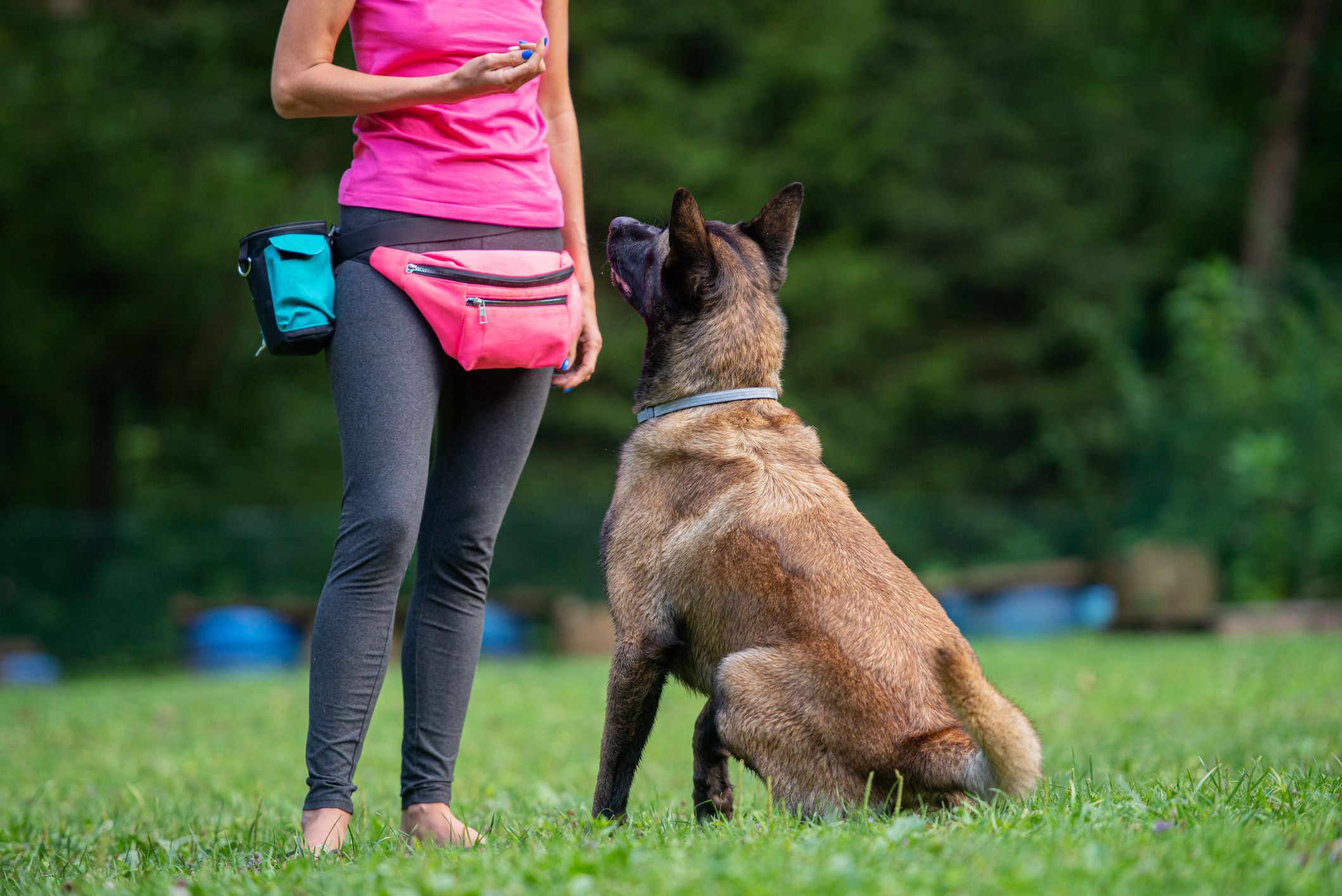 Dog Training Irvine