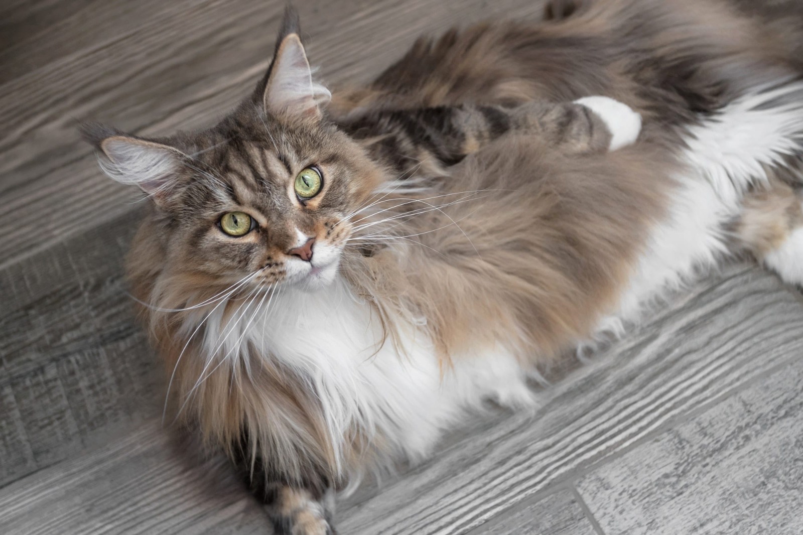 Maine Coon kittens for sale Bay Area