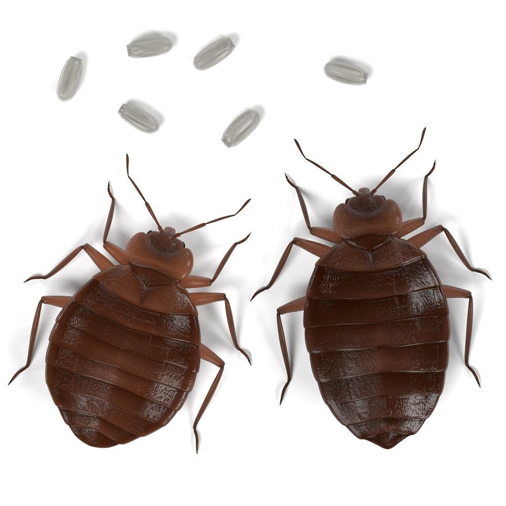 Bed bug services near me