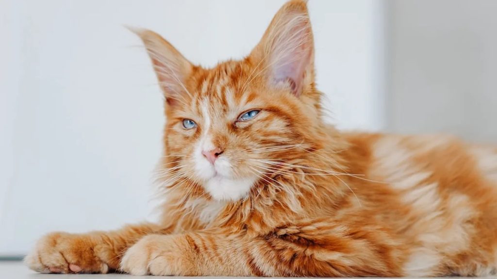 Maine Coon kittens for sale